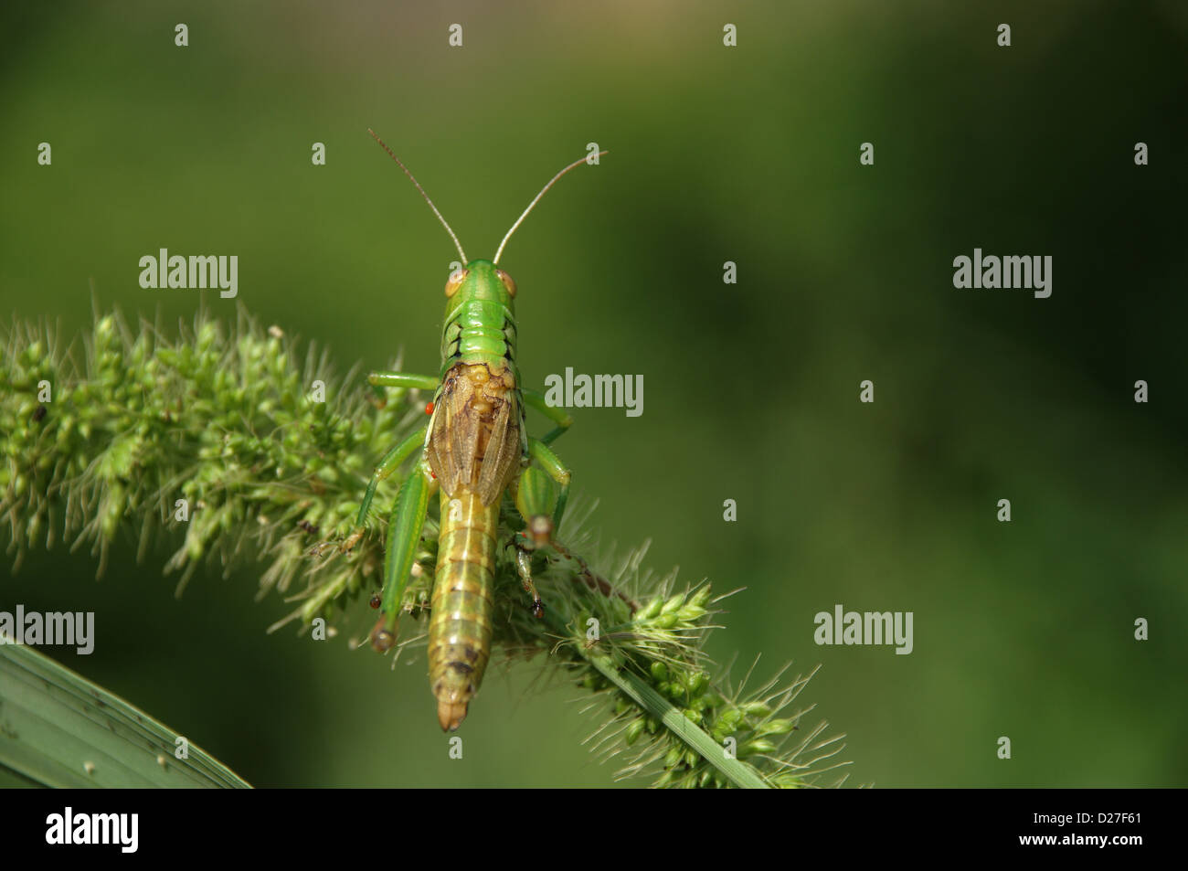 Full Insects Full of insects hi-res stock photography and images - Alamy
