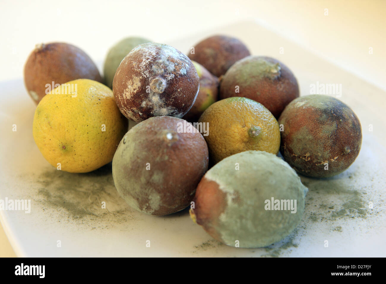 Limes turning brown and covered in blue green mould Stock Photo Alamy