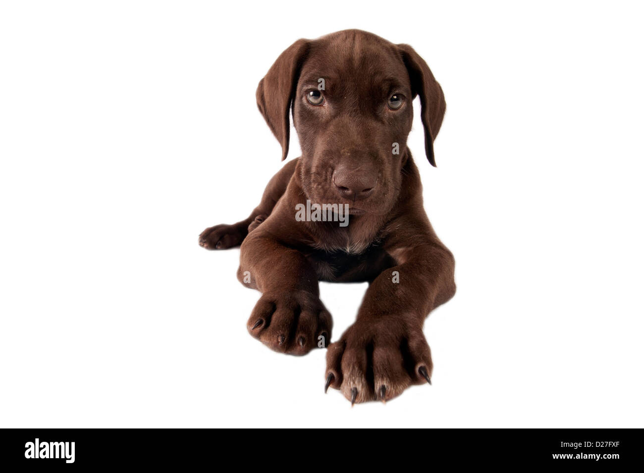 German Short Haired Pointer Stock Photos German Short Haired