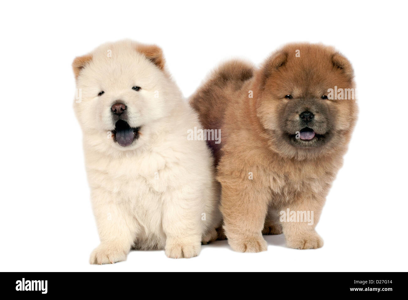Two Chow-chow puppies in front of a white background. Stock Photo