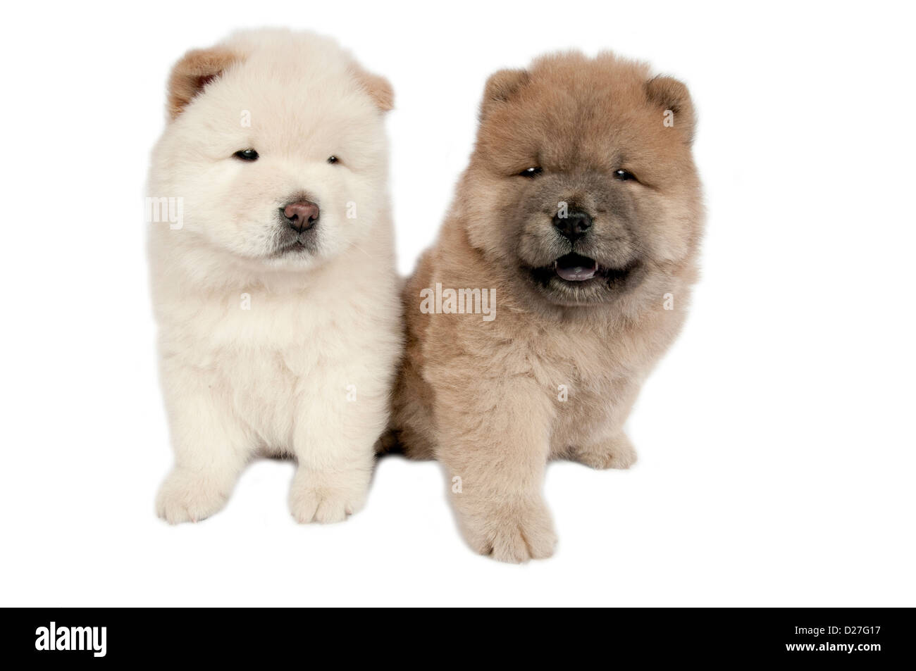 Two Chow-chow puppies in front of a white background. Stock Photo