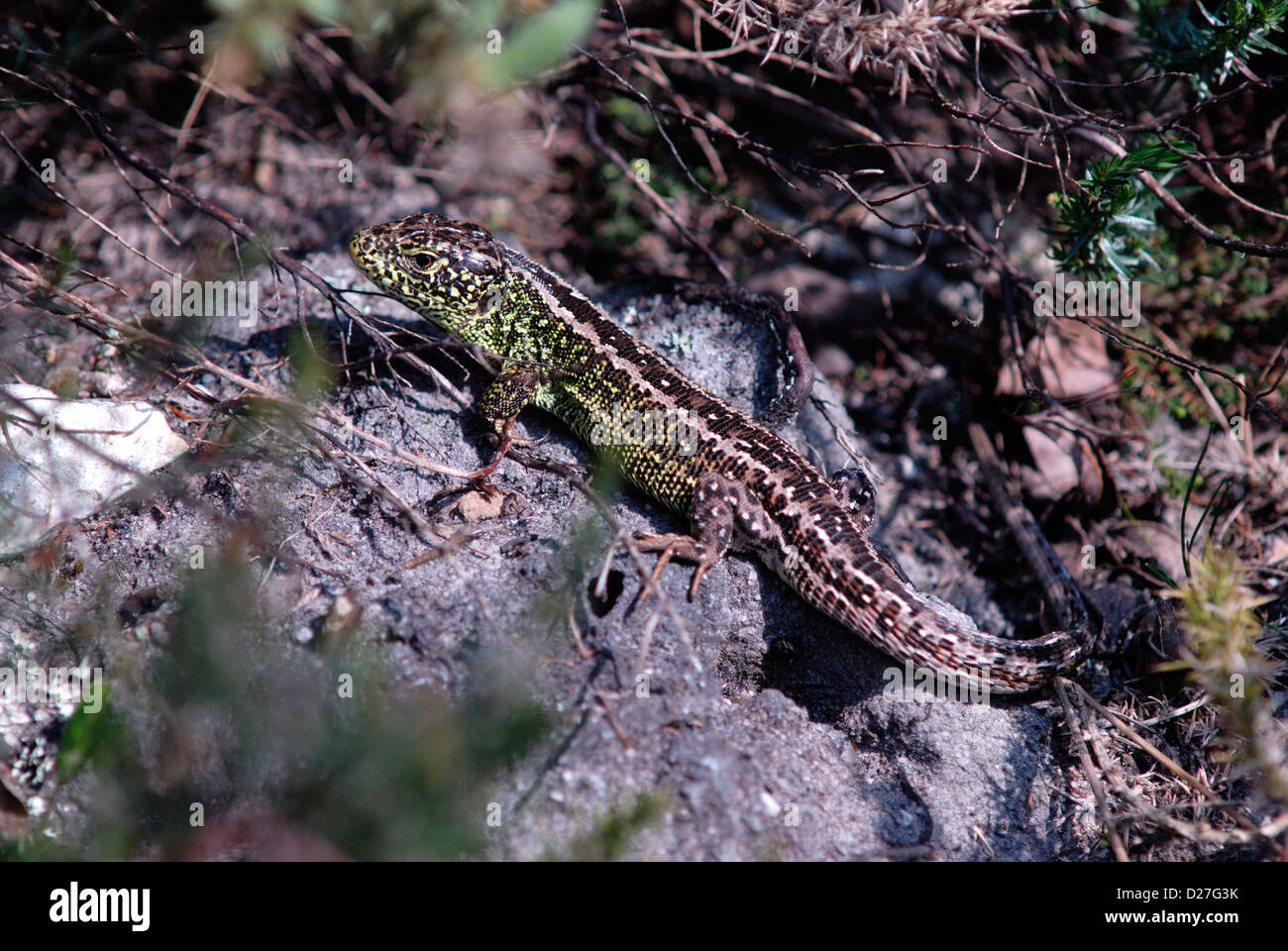 Male sand lizard basking. Dorset, UK Stock Photo Alamy