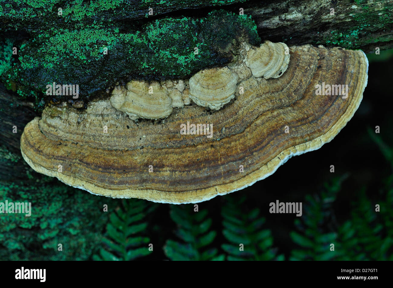 Maze-gill bracket fungus Stock Photo