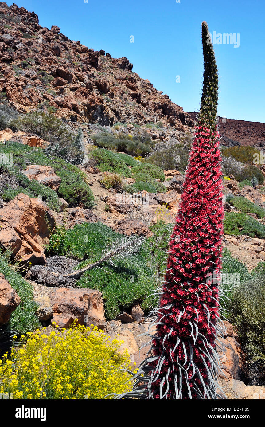 Red tower of jewels flower (Echium wildpretii) and shrub yellow flowers (Descurainia Bourgeauana) in the mountains of Tenerife Stock Photo