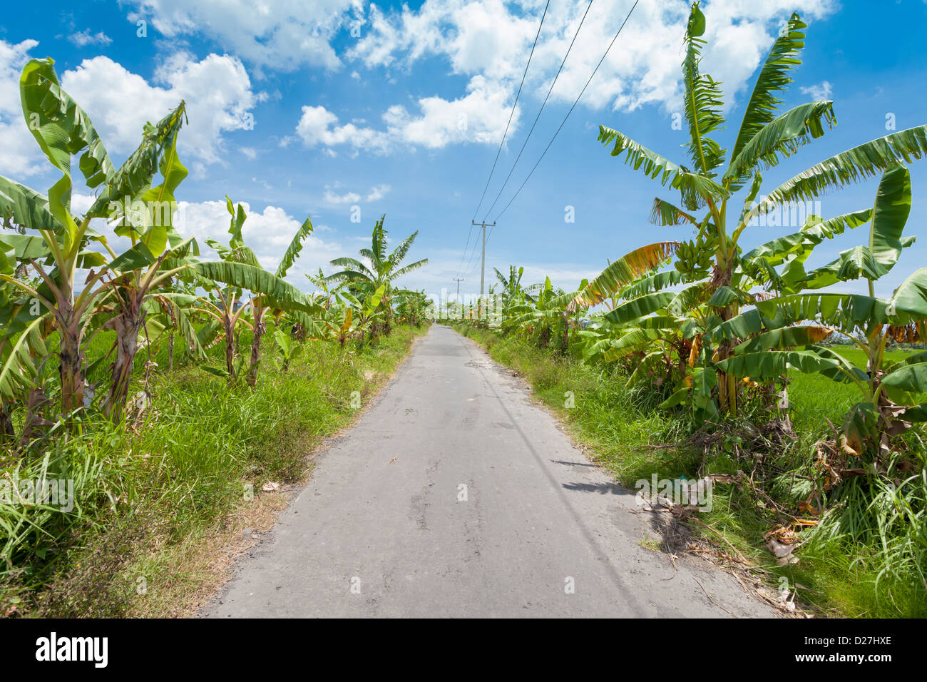 Country road in Bali, lined with banana trees and paddy fields Stock Photo