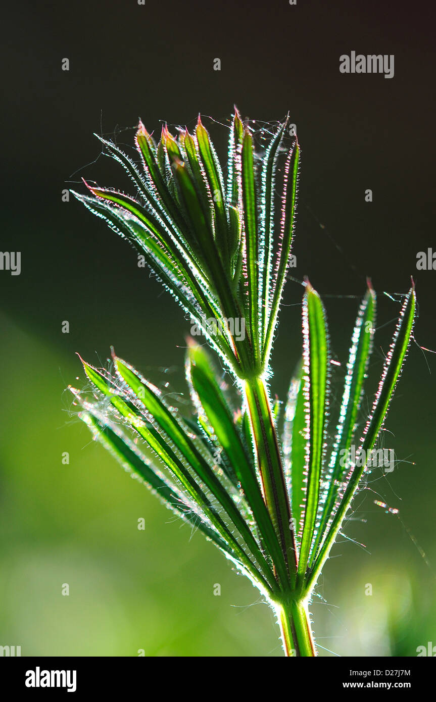 Common cleavers, goosegrass or sticky willy Stock Photo