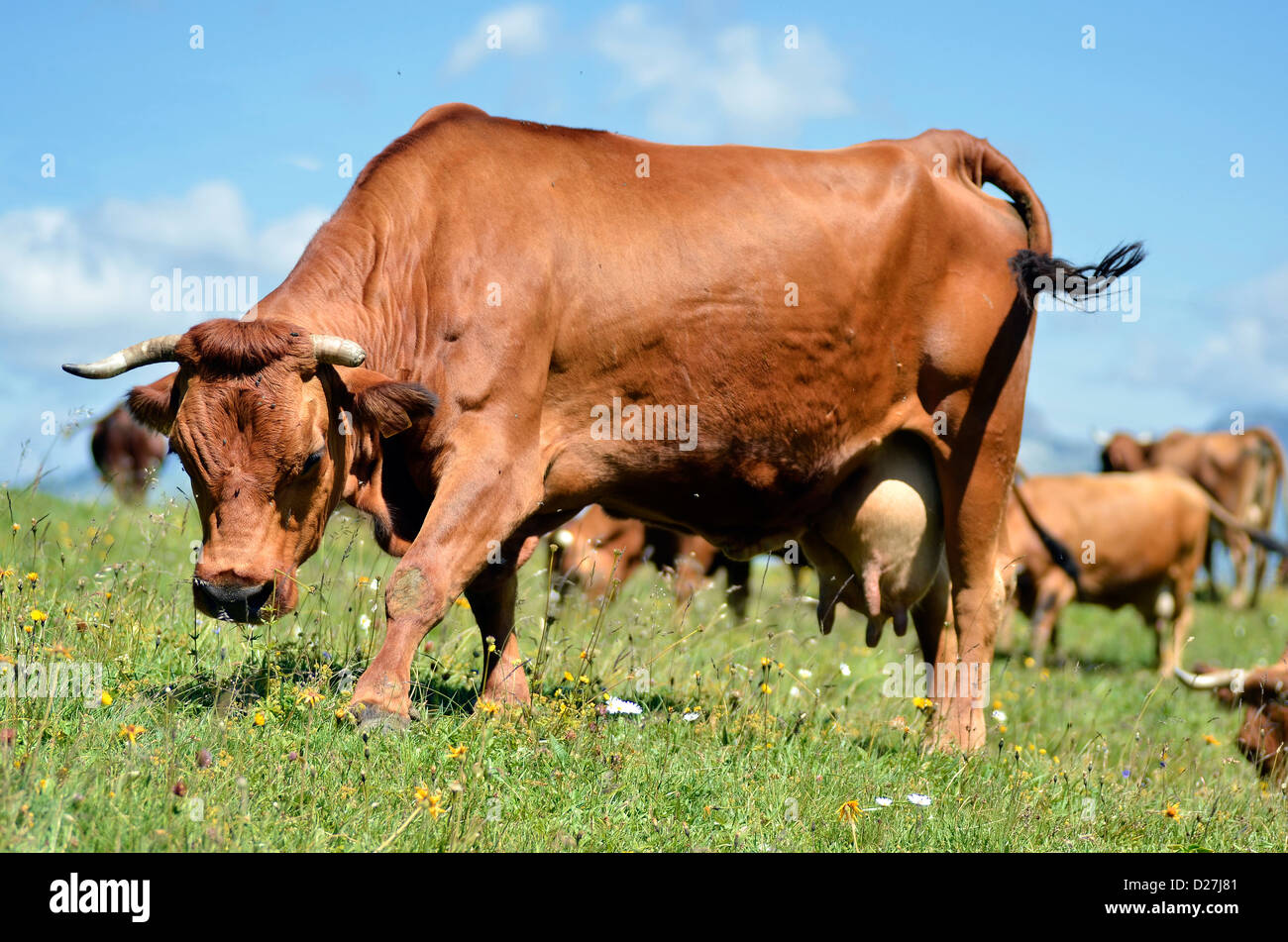 Tarine hi-res stock photography and images - Alamy