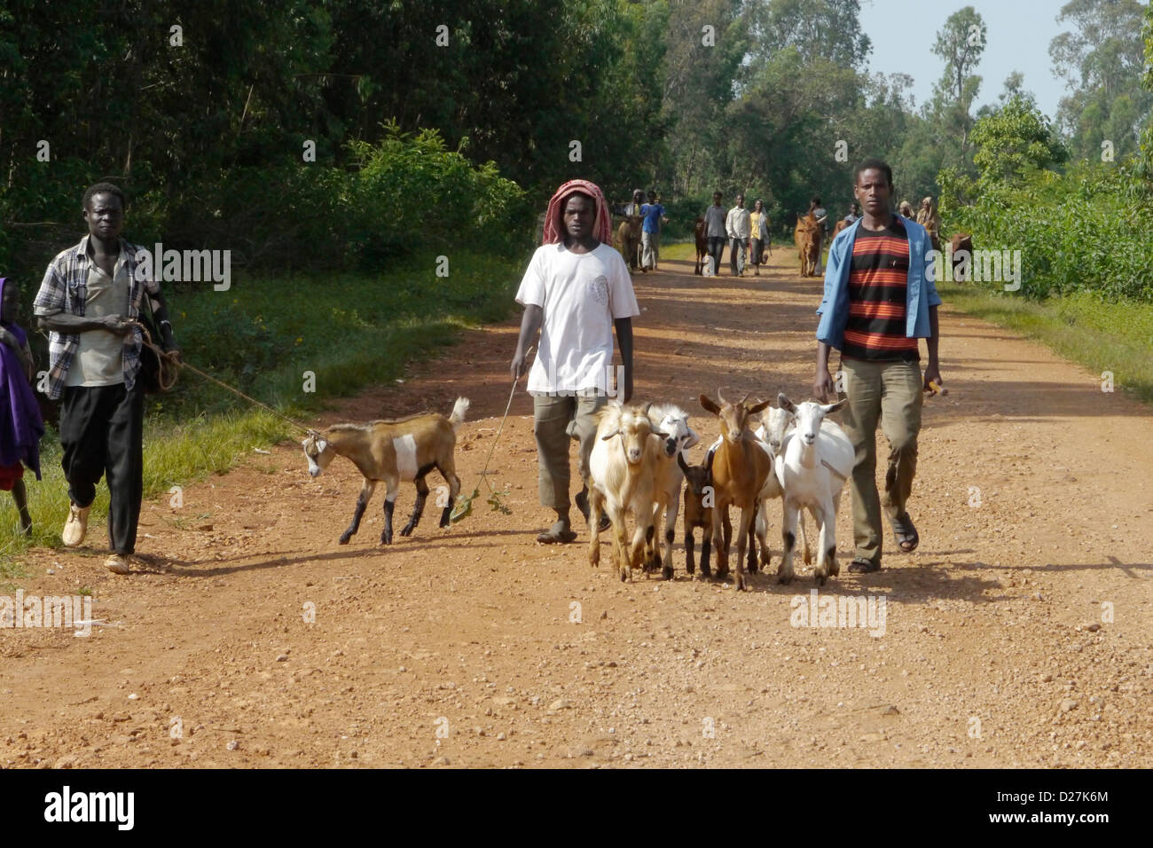 ETHIOPIA On the road between Chagni and Debate, Beni Shangul Gumuz region. Men herding goats. Stock Photo