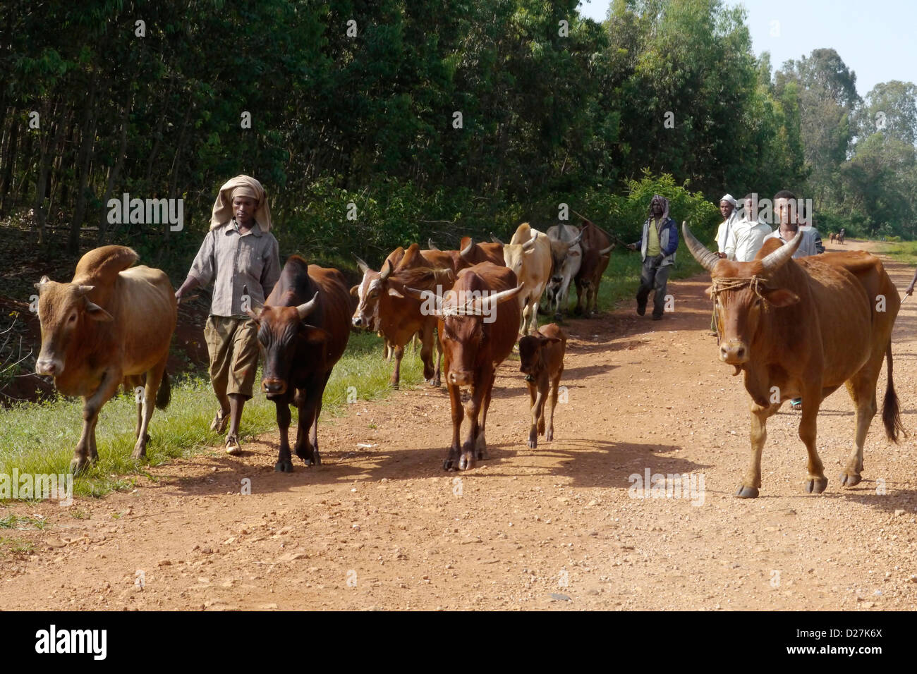 ETHIOPIA On the road between Chagni and Debate, Beni Shangul Gumuz region. Men herding cattle. Stock Photo