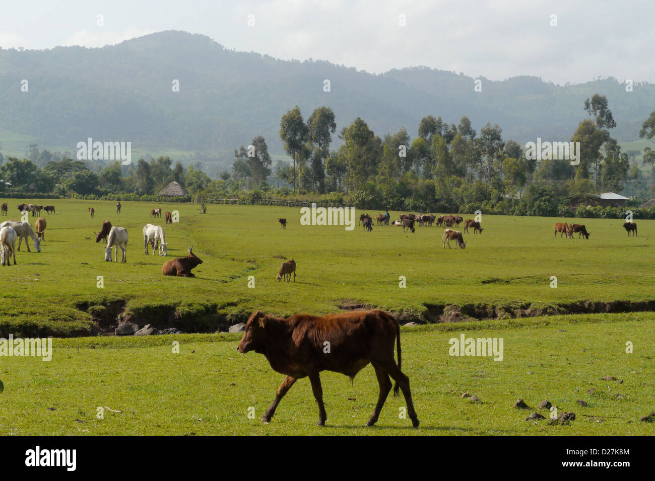 ETHIOPIA On the road between Chagni and Injibara, Beni Shangul Gumuz region. Cattle grazing on lush pastures. Stock Photo