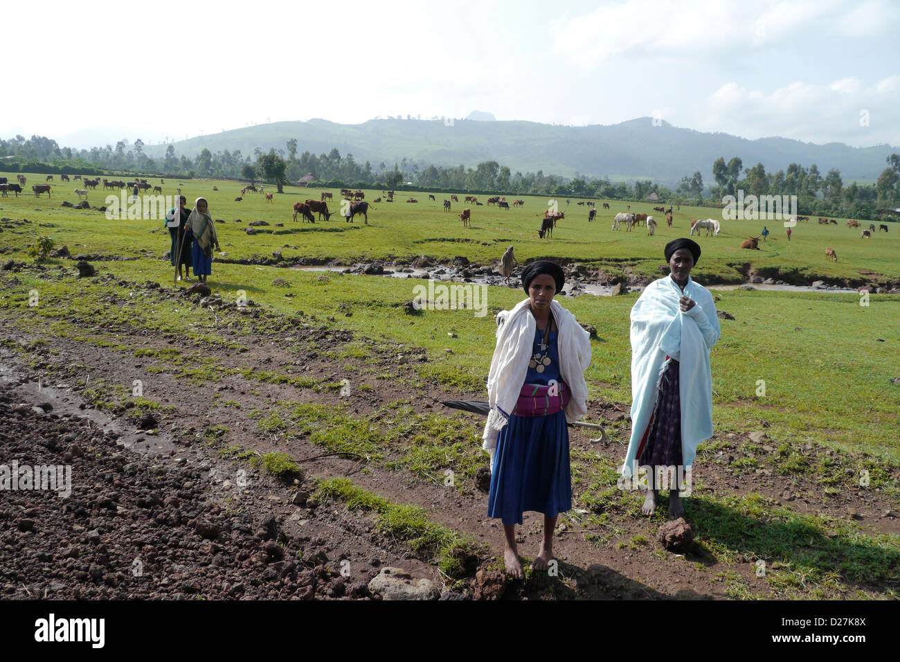 On the road between Chagni and Injibara, Beni Shangul Gumuz region. Cattle grazing on lush pastures. Stock Photo