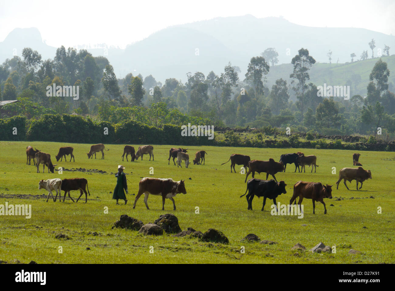 On the road between Chagni and Injibara, Beni Shangul Gumuz region. Cattle grazing on lush pastures. Stock Photo