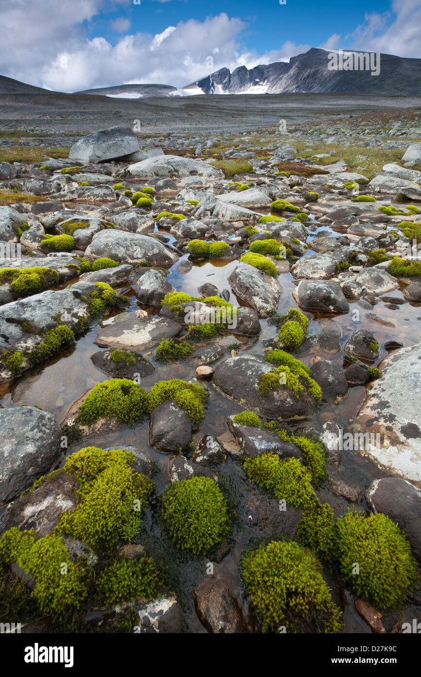 Green moss and the mountain Snøhetta, 2286 m, Dovrefjell national park, Norway. Stock Photo