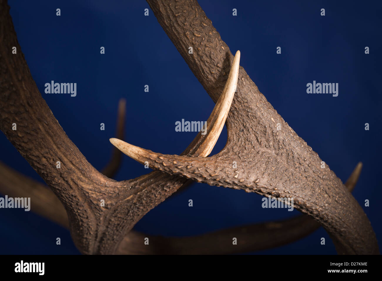Clash of antlers. Stags lock horns in battle Stock Photo Alamy