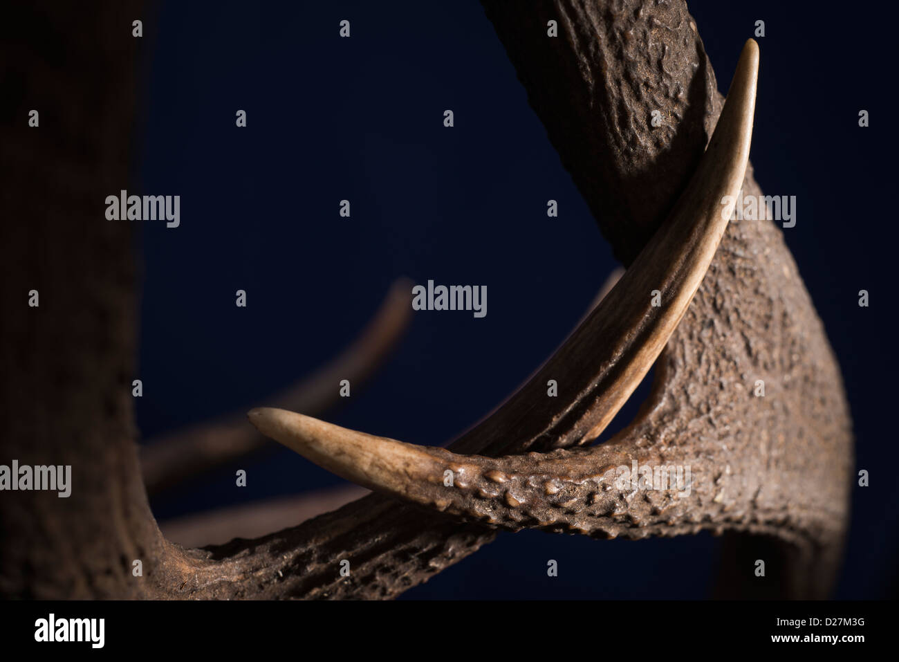 Clash of antlers. Stags lock horns in battle Stock Photo Alamy