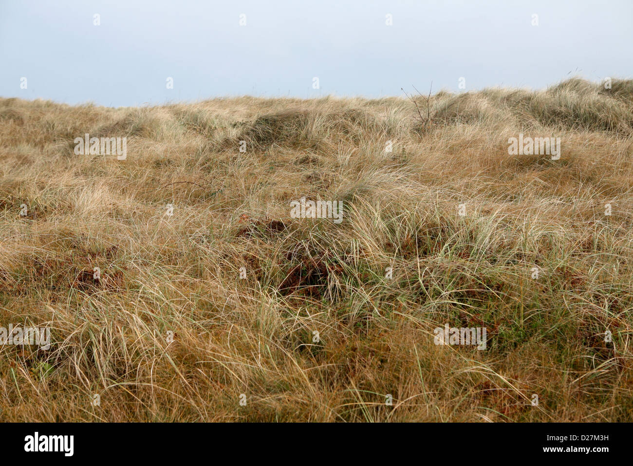Grass and sedge cover a sand dune at Sea Palling, Norfolk, UK Stock Photo