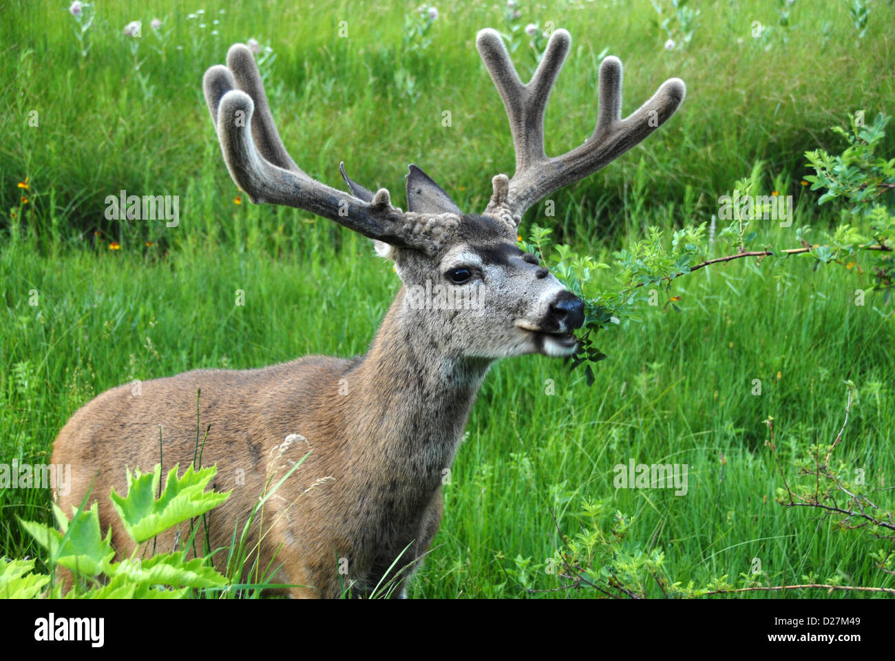 Male mule deer (Odocoileus hemionus) Yosemite NP. California Stock Photo