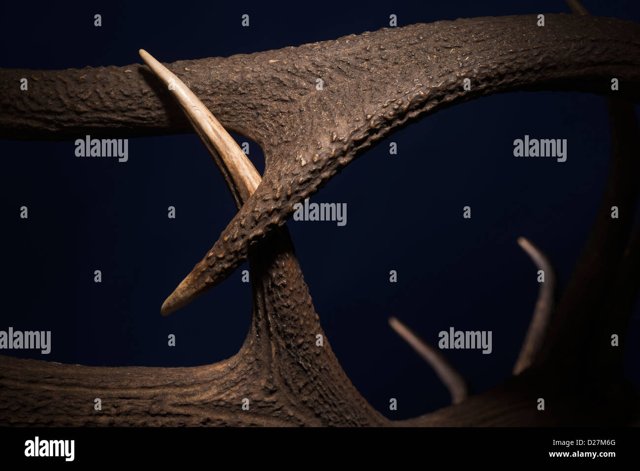 Clash of antlers. Stags lock horns in battle Stock Photo Alamy