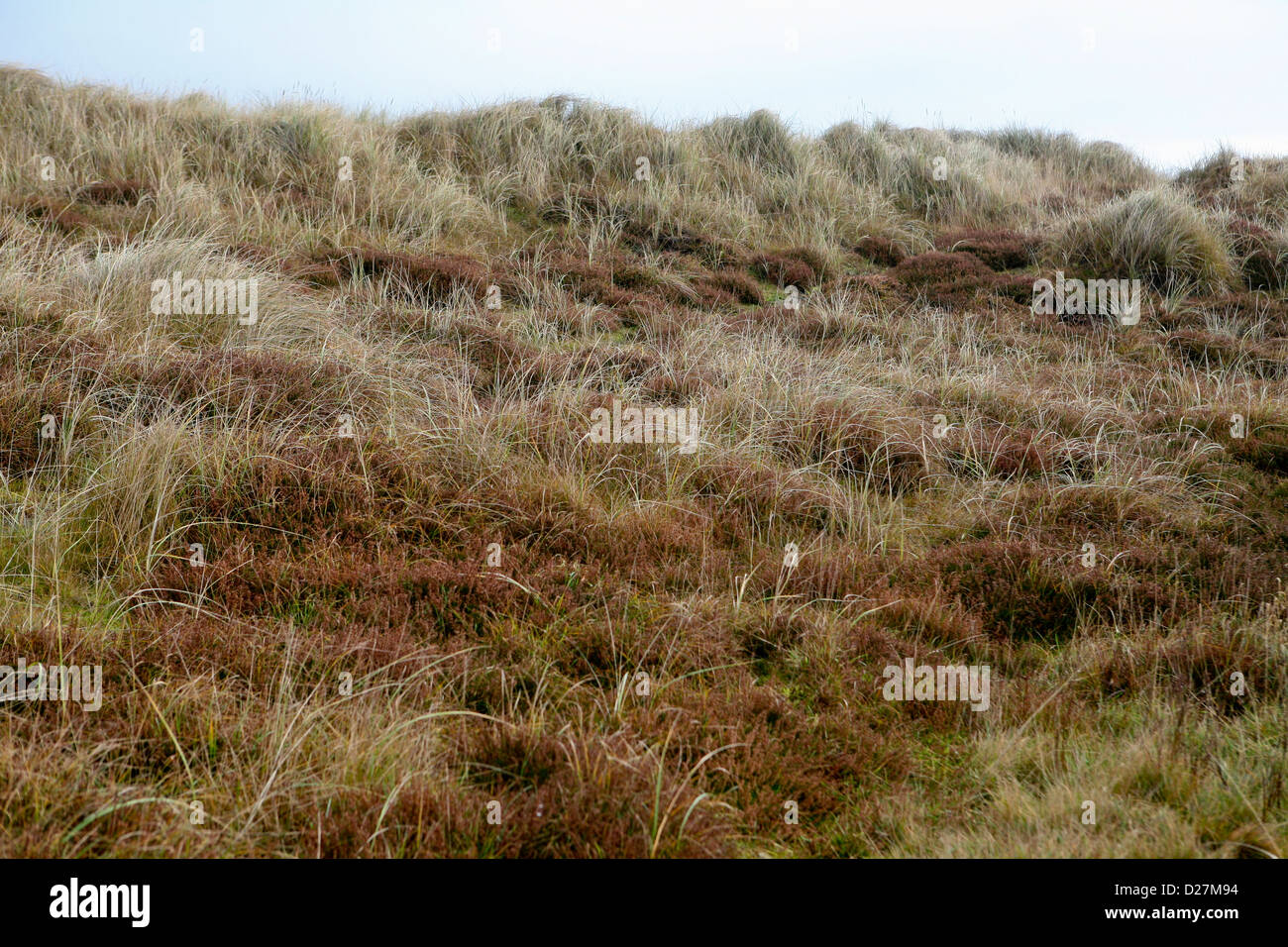 Grasses, sedges, and heather cover a sand dune at Sea Palling, Norfolk, UK Stock Photo