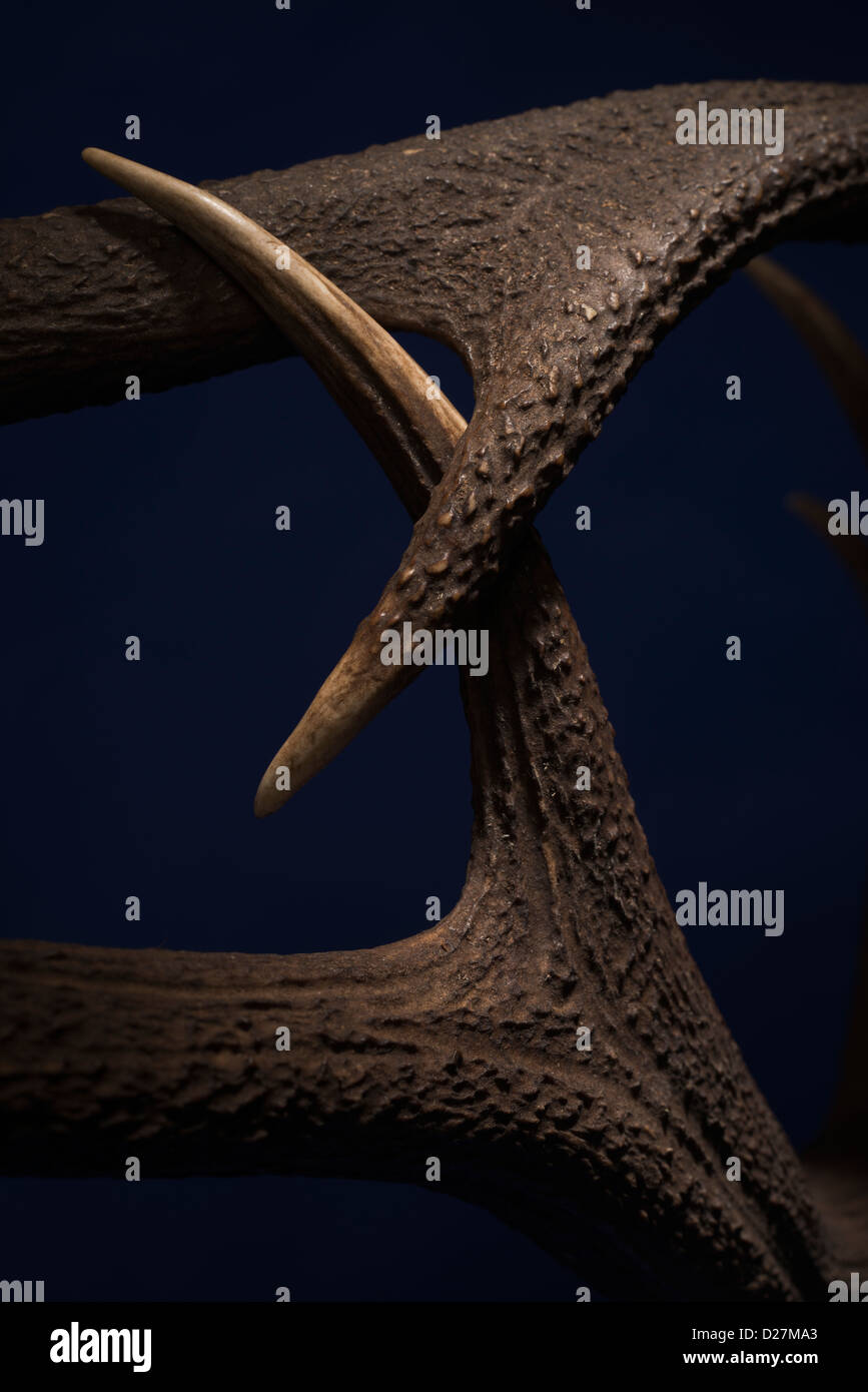 Clash of antlers. Stags lock horns in battle Stock Photo Alamy