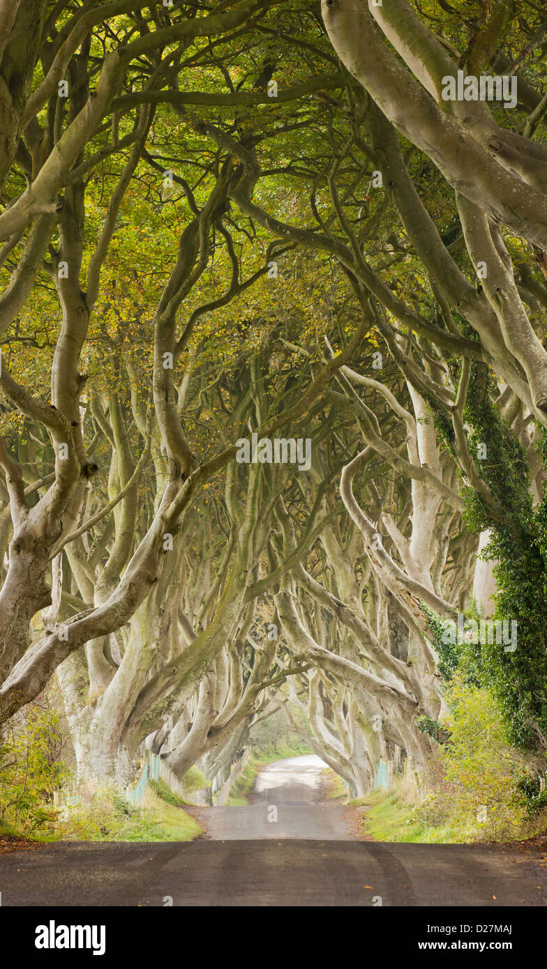 Ancient woodland ireland hires stock photography and images Alamy