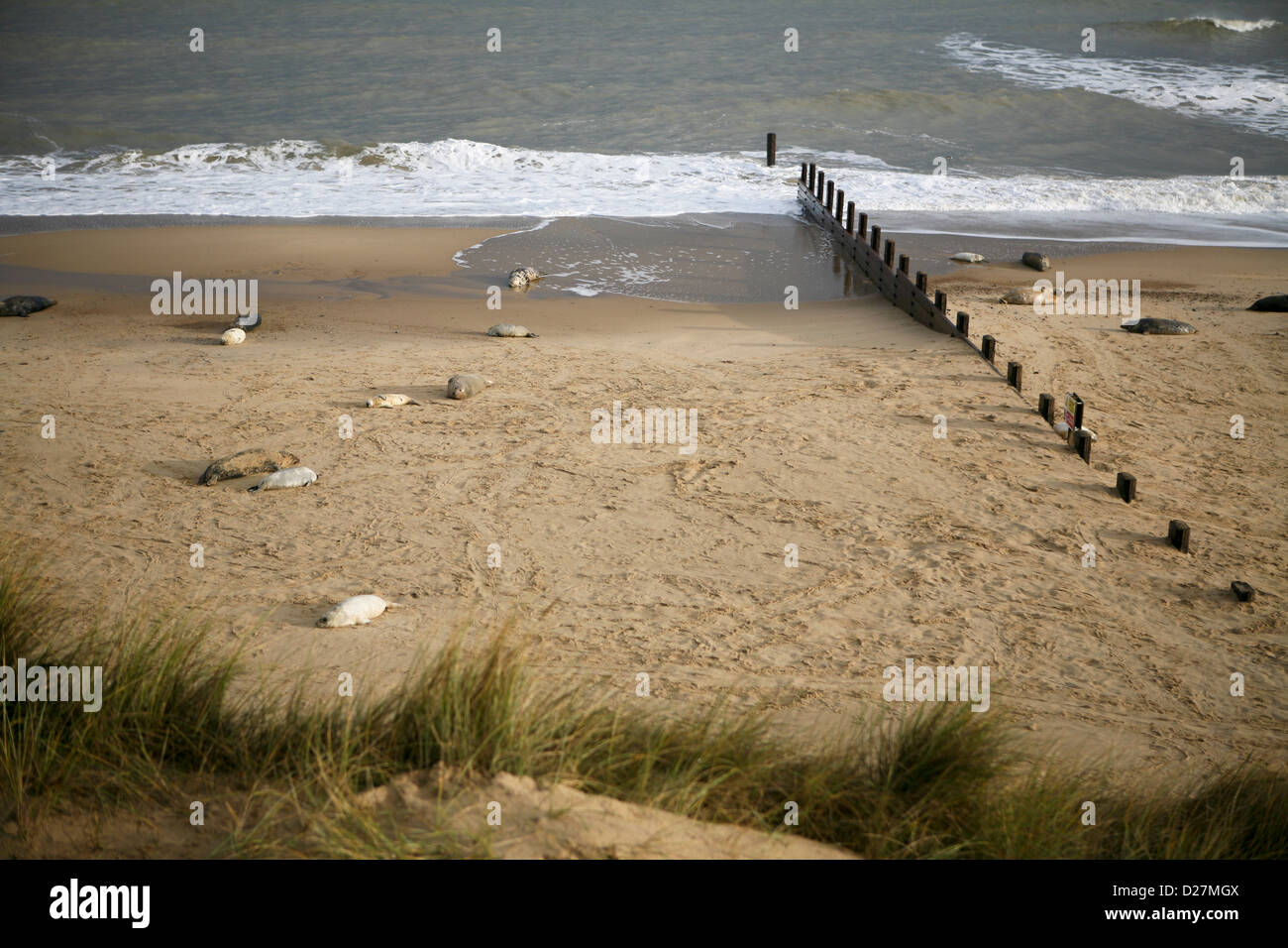 Beach at Sea Palling, Norfolk, in late November, with seals and their pups (Halichoerus grypus). Stock Photo