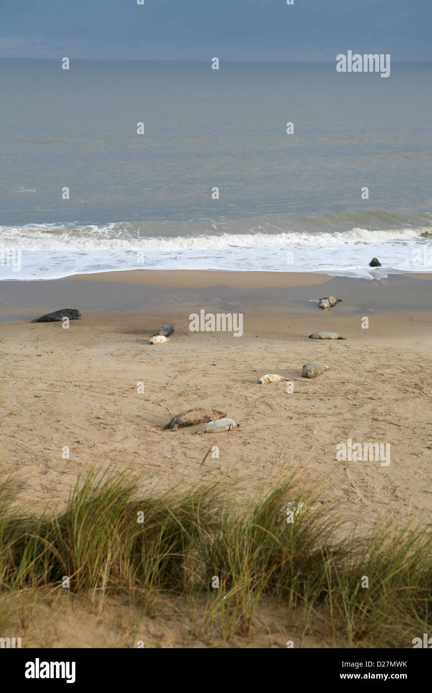 Beach at Sea Palling, Norfolk, in late November, with seals and their