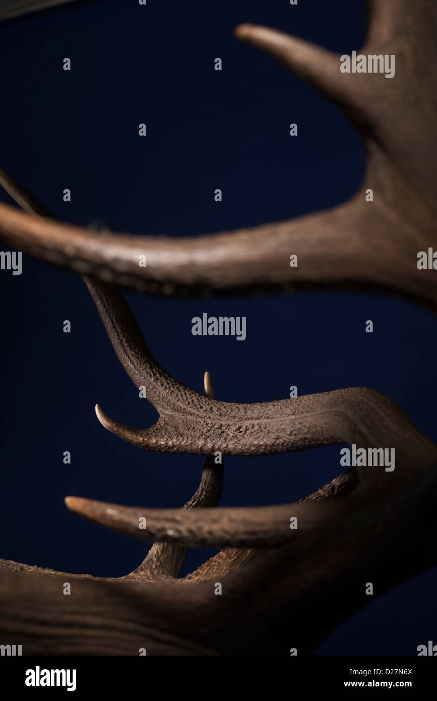 Clash of antlers. Stags lock horns in battle Stock Photo Alamy