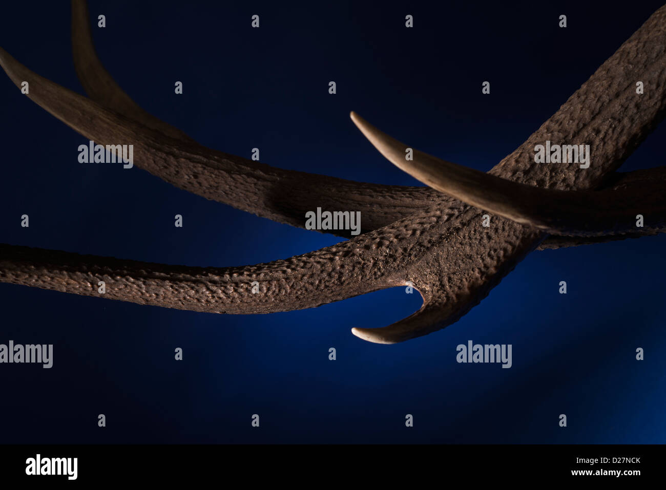 Lock horns hires stock photography and images Alamy