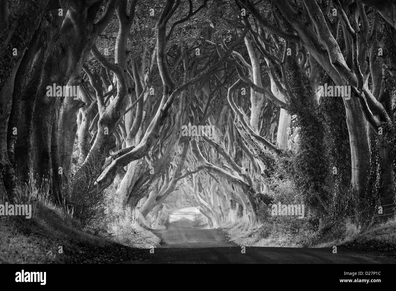 Black and white view of the famous Dark Hedges landscape location from Northern Ireland Stock Photo