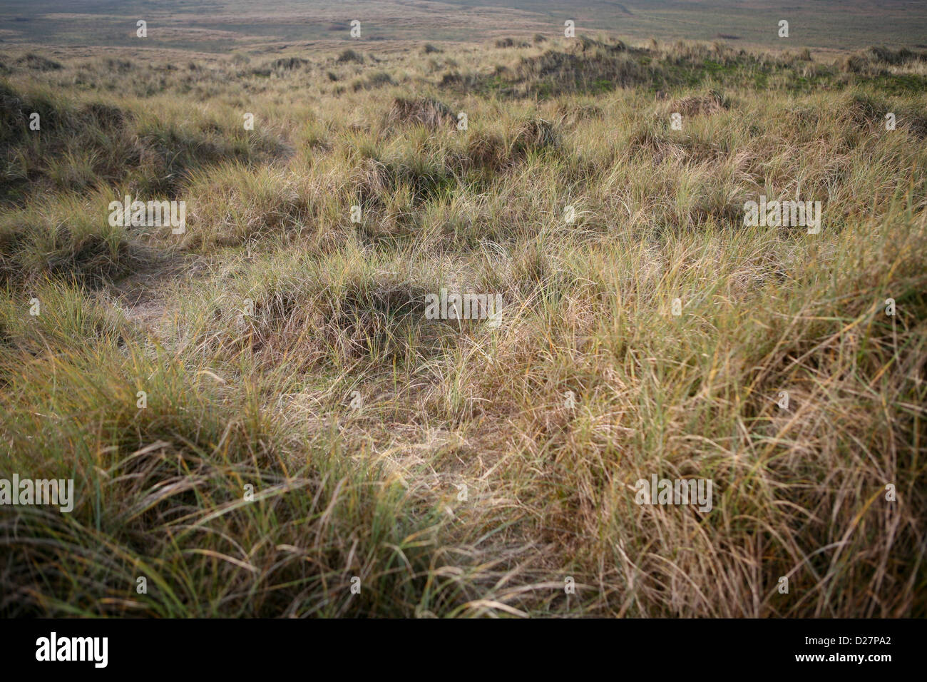 Grass and sedge covered sand dunes at Sea Palling, Norfok, UK Stock Photo