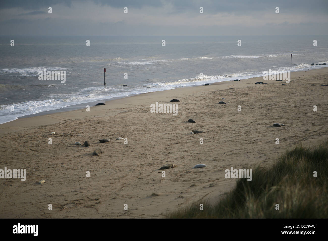 Beach at Sea Palling, Norfolk, in late November, with Grey seals and their pups (Halichoerus grypus) Stock Photo