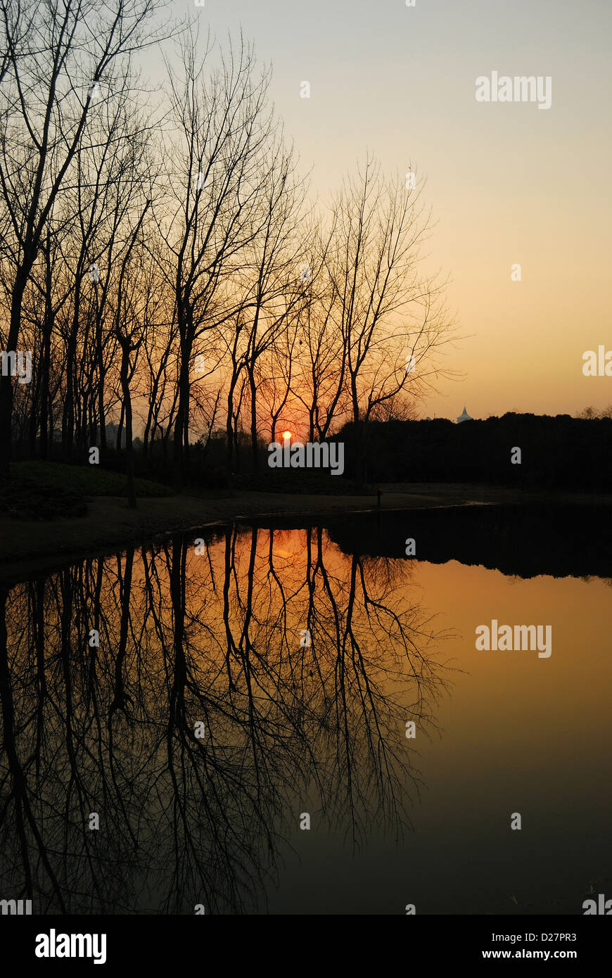 Beautiful tree silhouette of nature forest during sunset by Pudong Century Park, Shanghai, China. Stock Photo