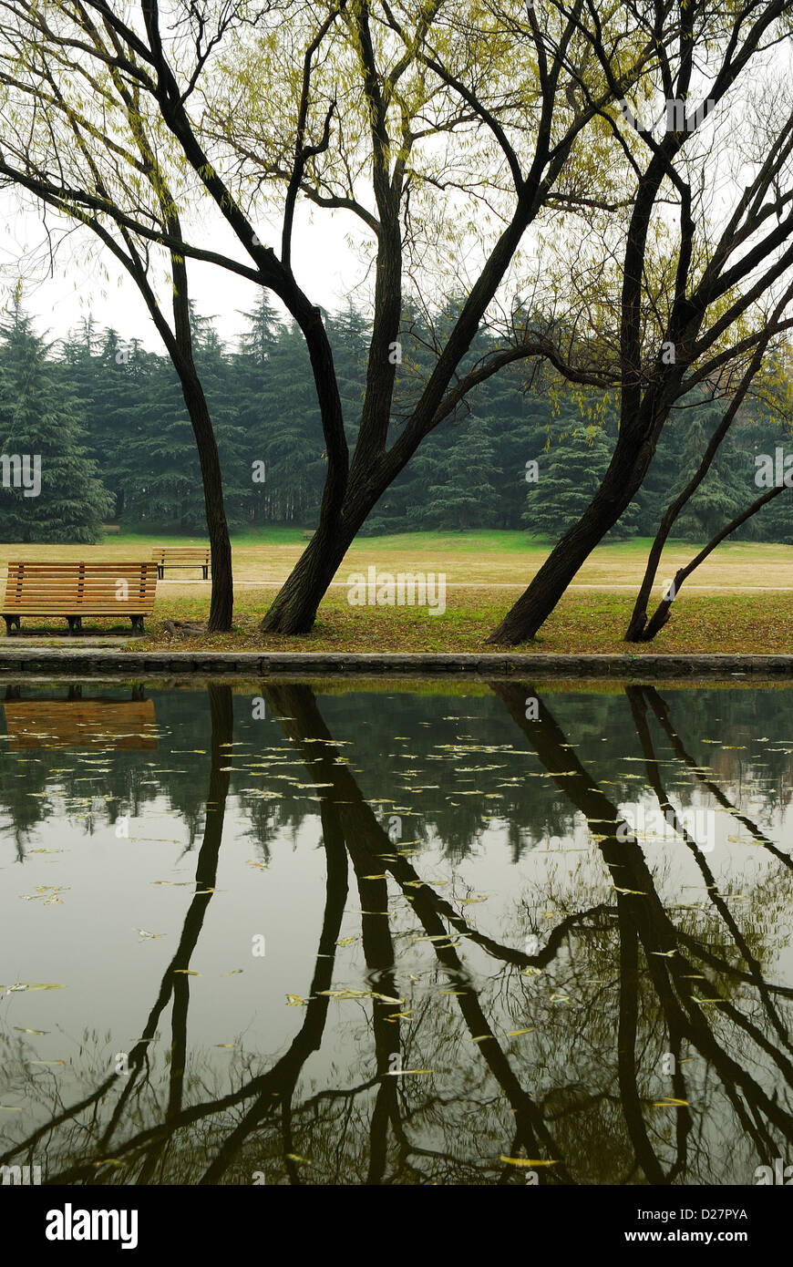 Artistic view of water reflection of tree trunk along the river located in Gongqing Forest Park, Shanghai, China. Stock Photo