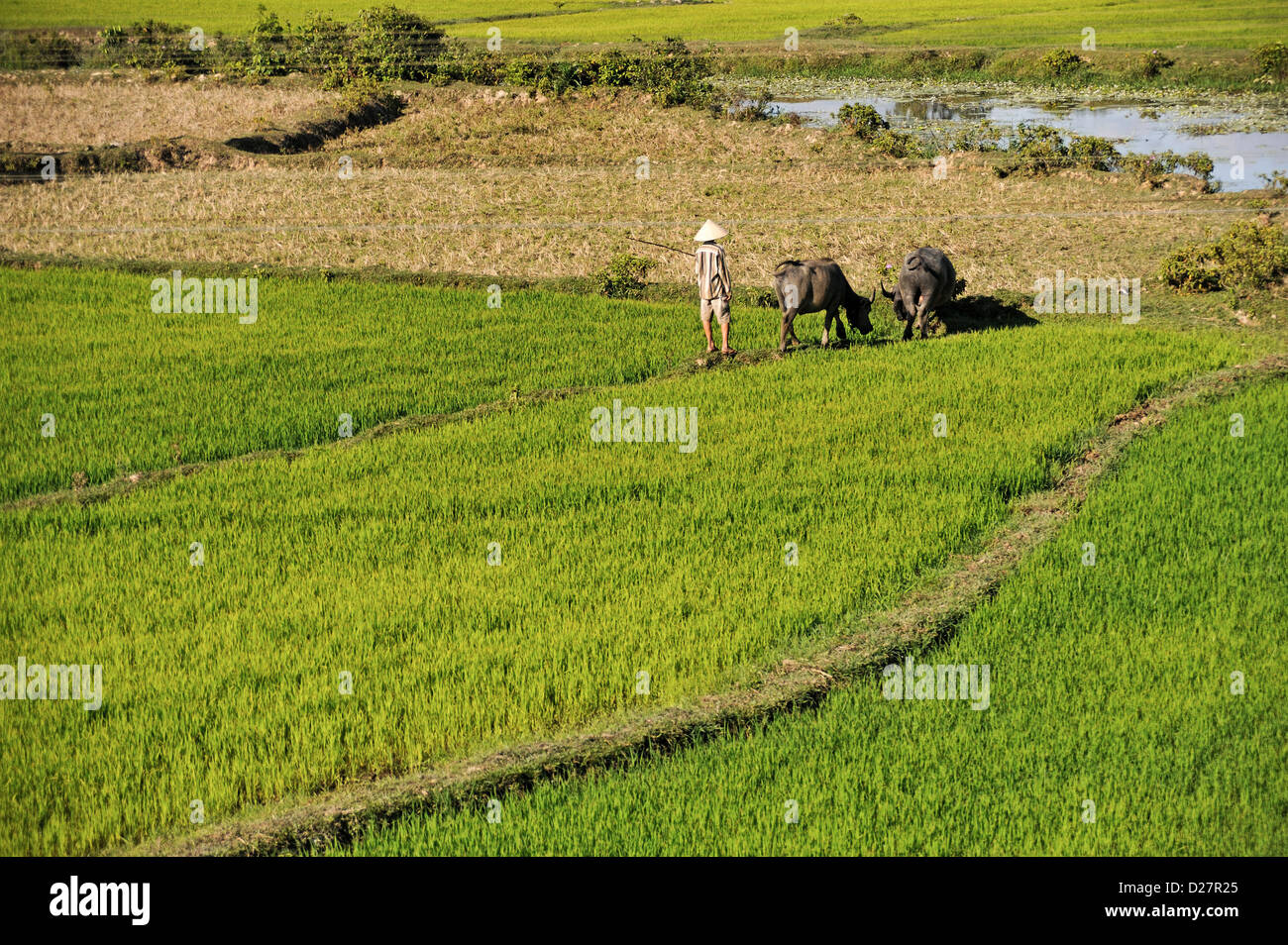 Agriculture, Vietnam - Man walking across rice fields with oxen Stock Photo