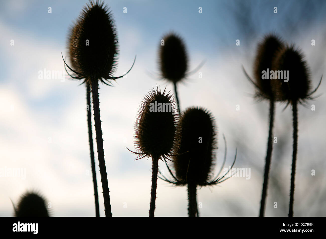 Silhouette of several common teasel (Dipsacus fullonum) dried seed heads, for winter interest. Stock Photo