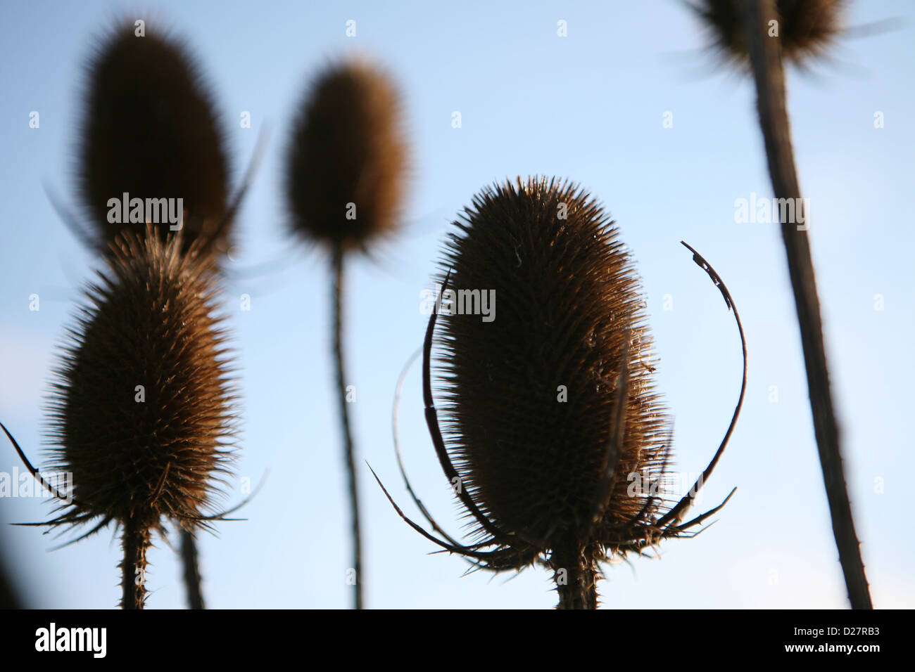 Teazel (Dipsacus fullonum) dried seed heads, for winter interest. Stock Photo