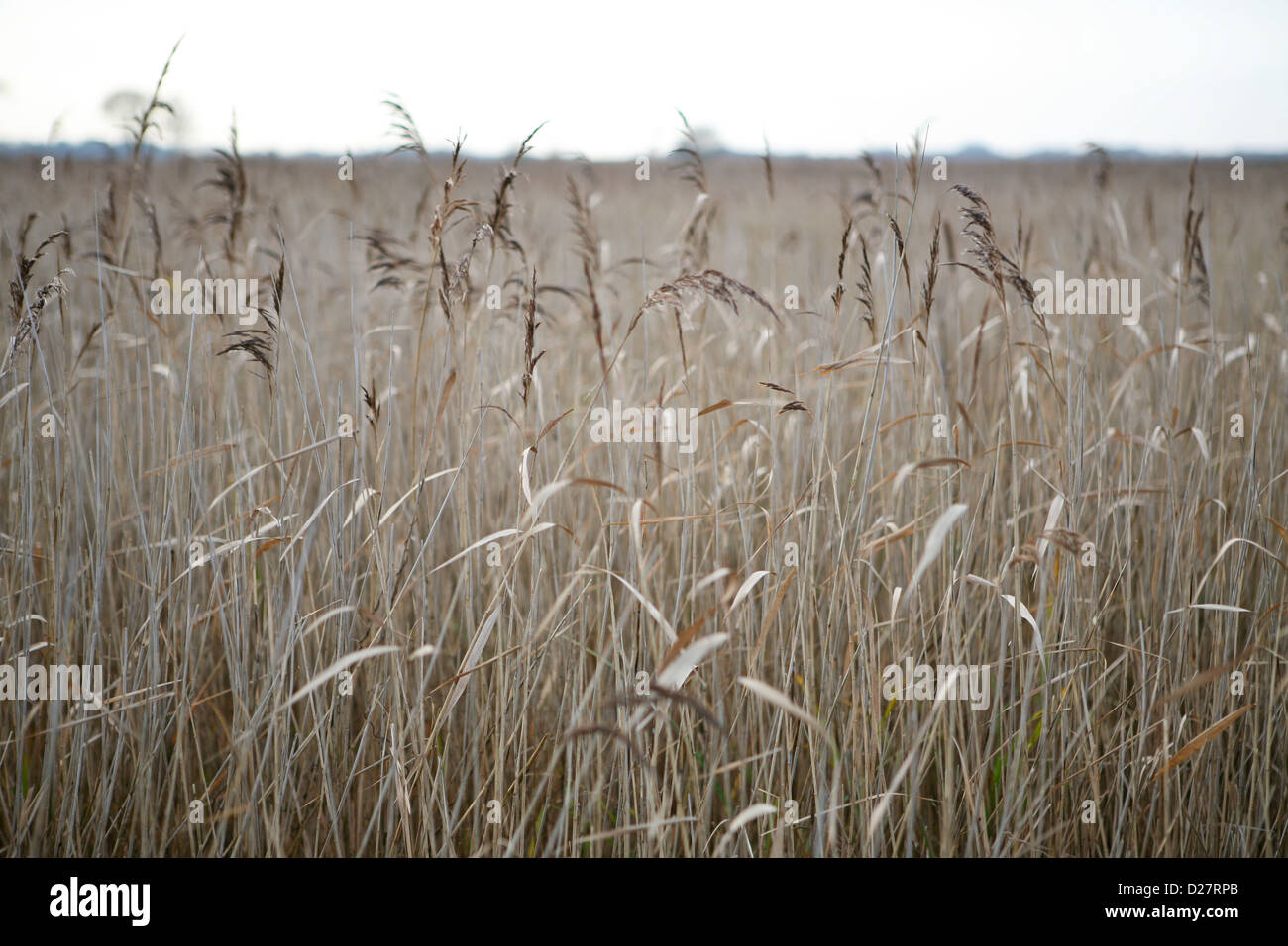 Reedbed at Hickling Broad National Nature Reserve, Norfolk Broads, UK
