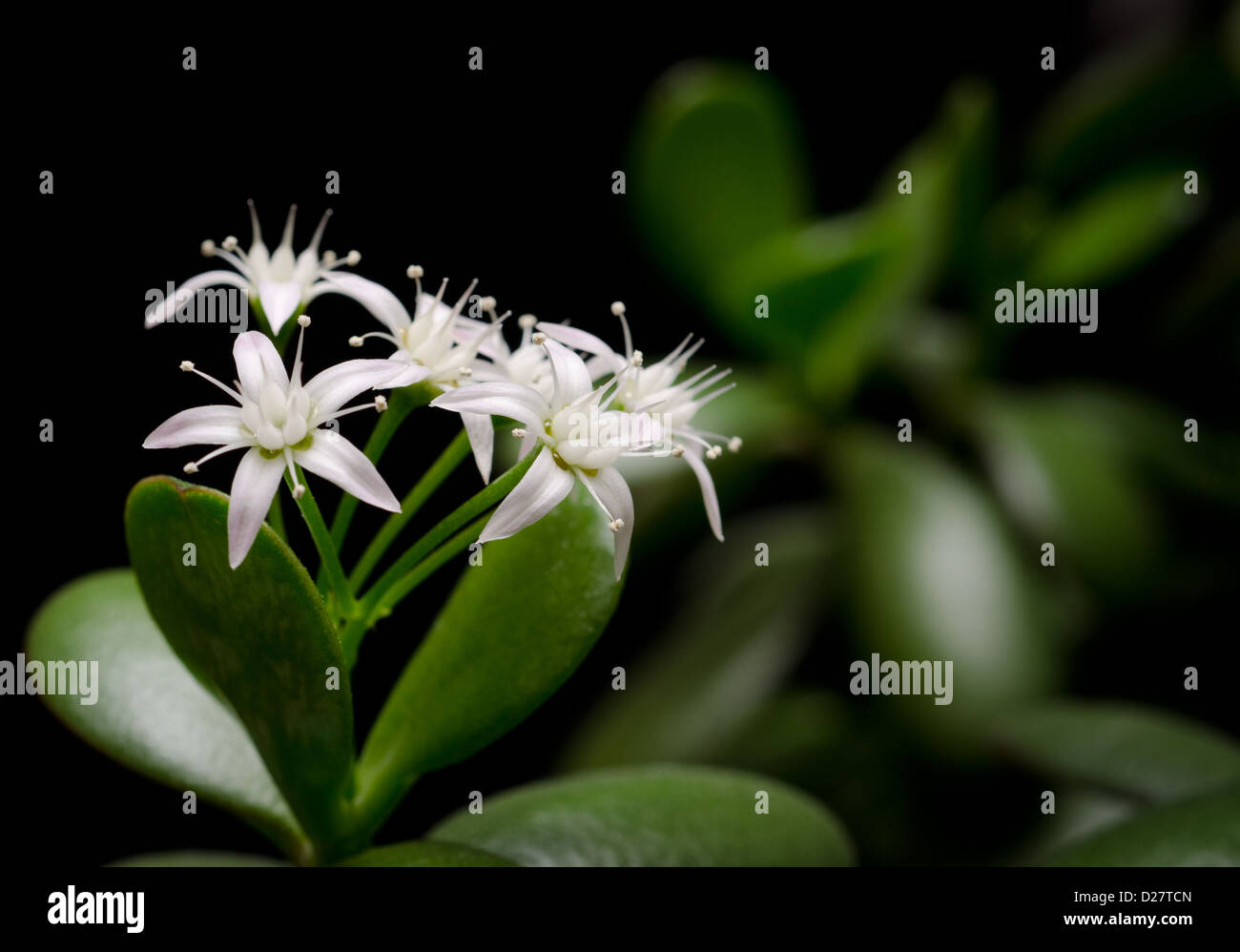 Flowering of the jade plant friendship tree or money plant Crassula ovata Stock Photo