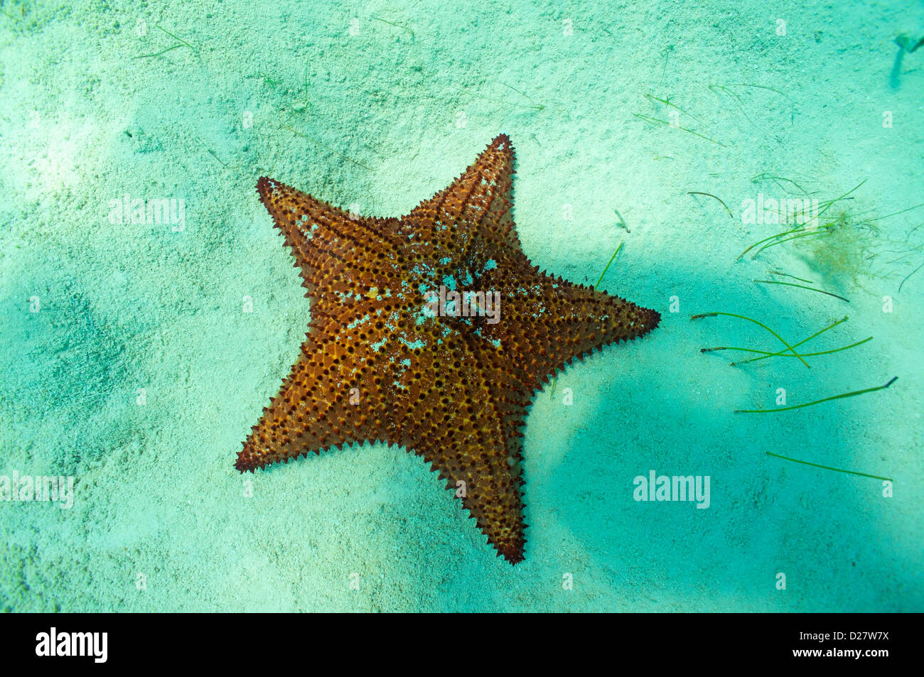 Starfish underwater, Bayahibe, Dominican Republic Stock Photo