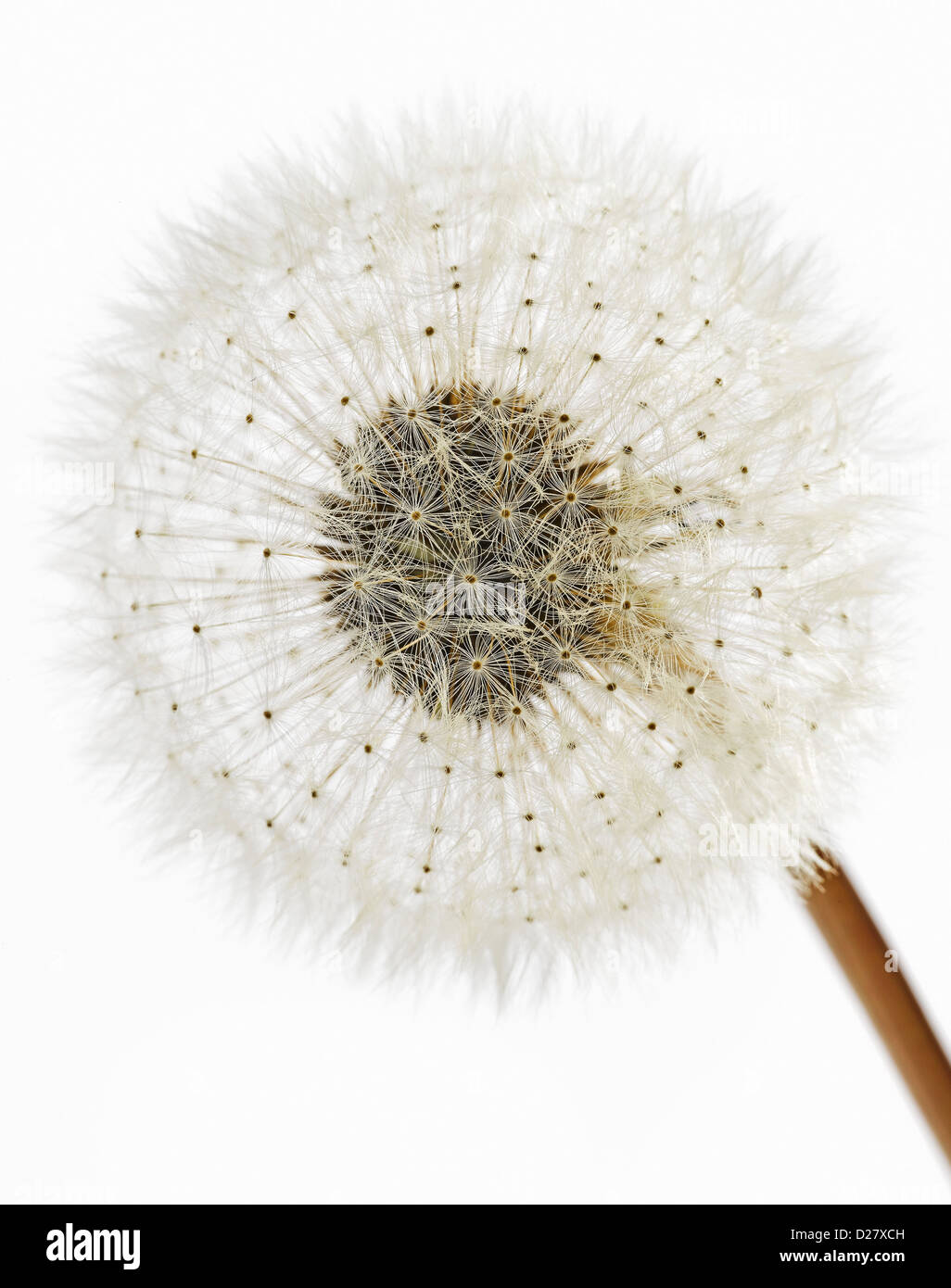 Dandelion seeds hi-res stock photography and images - Alamy