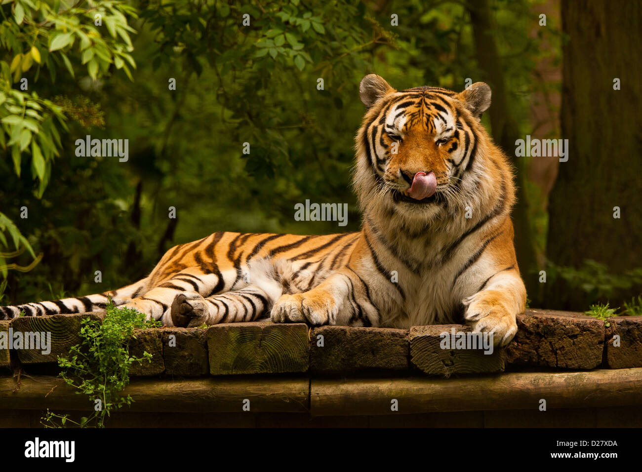 Siberian/Amur Tiger (Panthera Tigris Altaica) Sitting Down Resting And