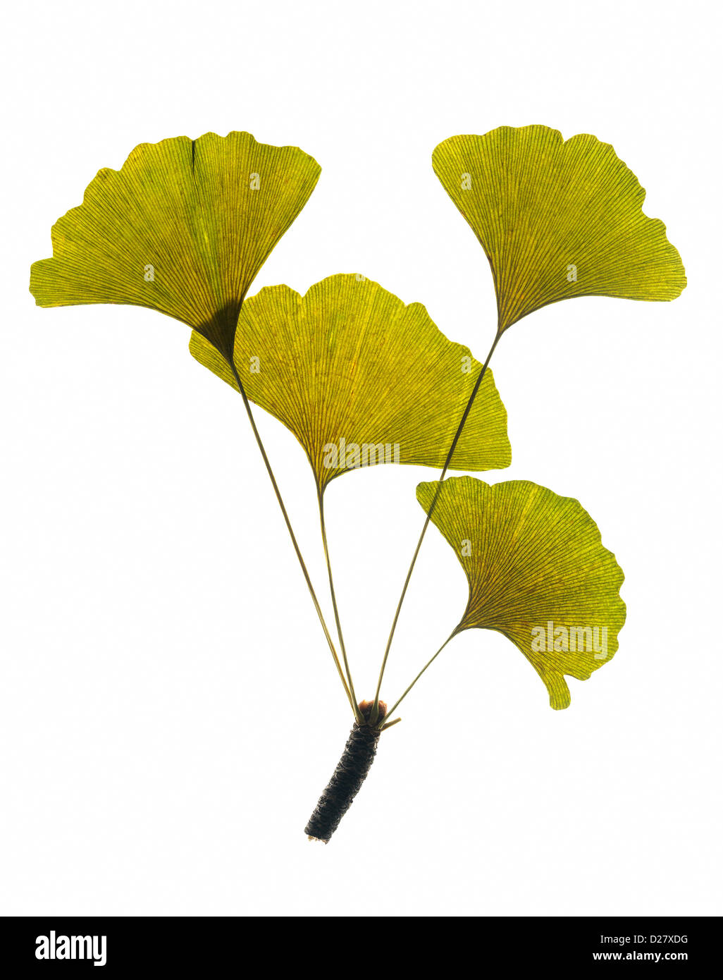 Green Ginkgo Leaves on Branch on White Background Stock Photo