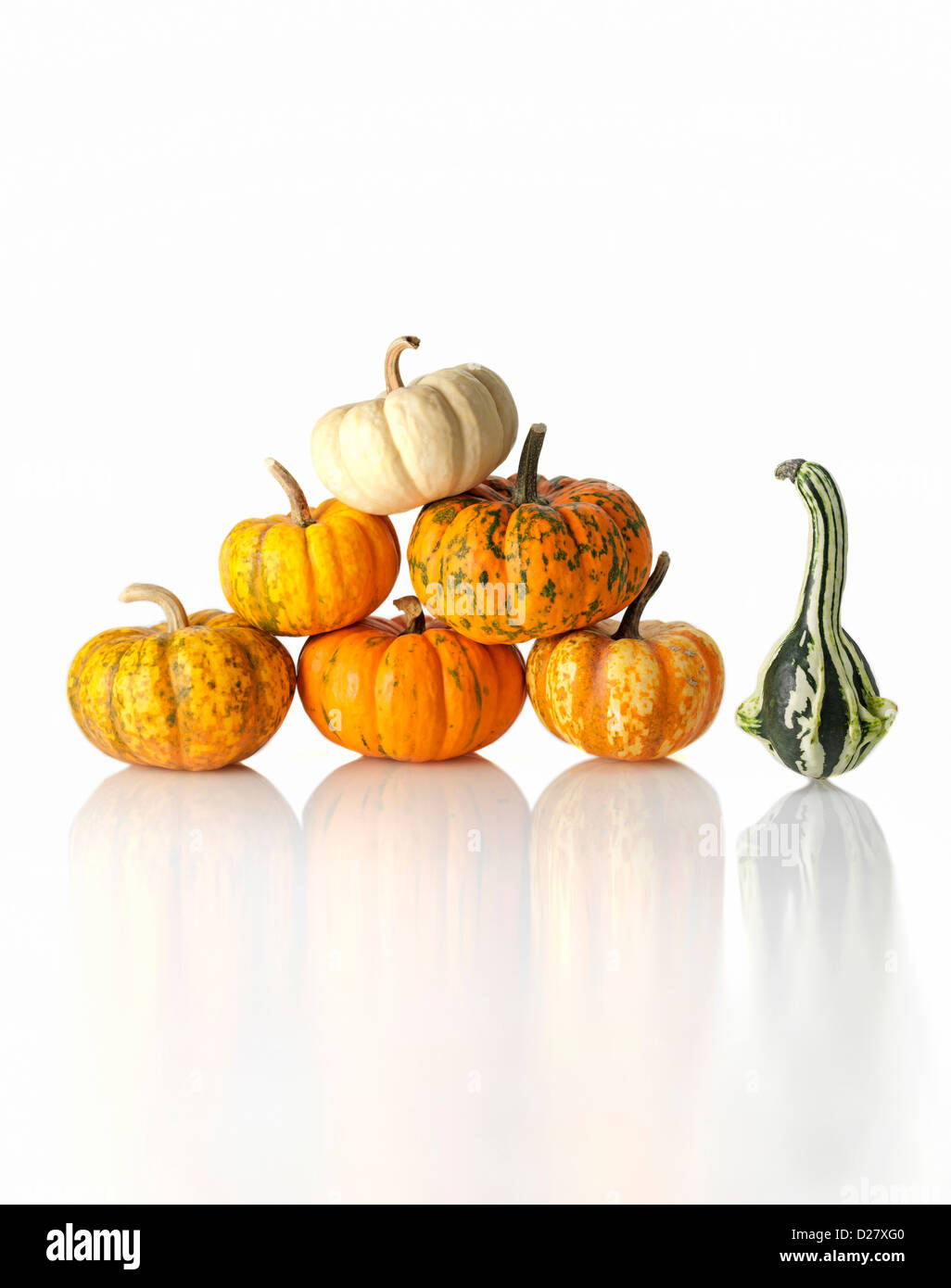 One Gourd Next to Stack of Small Pumpkins on White Background Stock Photo