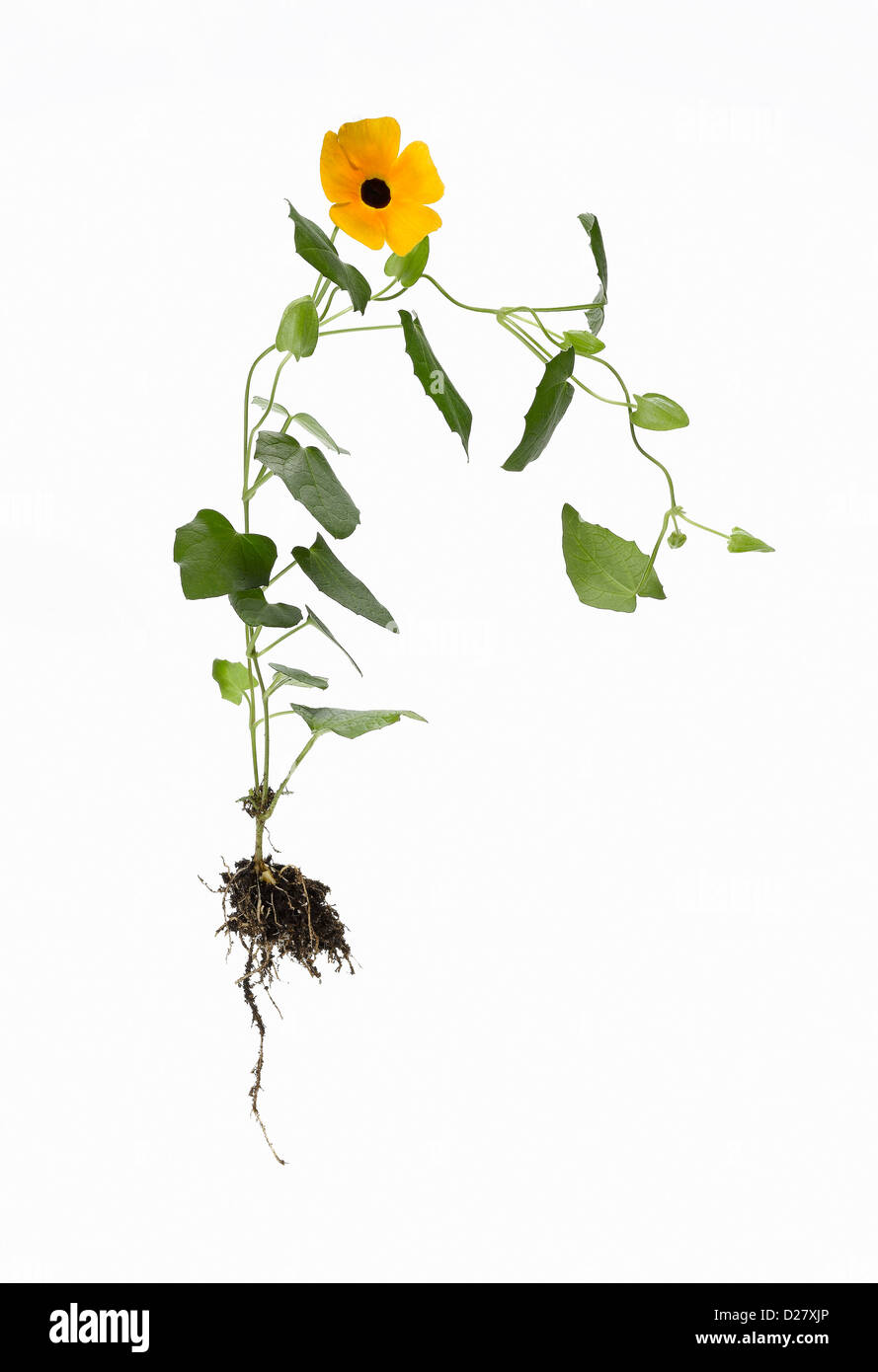 Thunbergia Plant with Single Yellow Flower and Roots in Soil on White Background Stock Photo