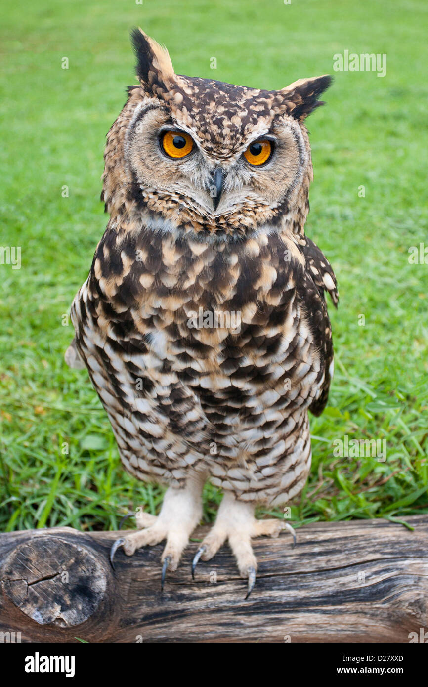 Cape Eagle Owl Stock Photo - Alamy