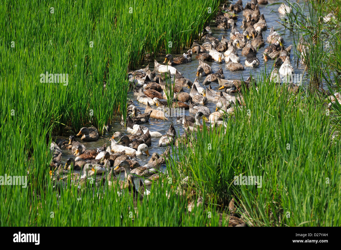 Flock of Ducks in rice field in Vietnam Stock Photo