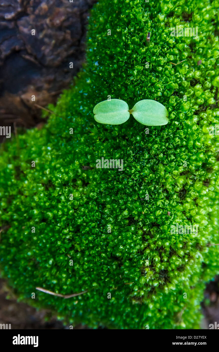 Green moss on tree trunk Stock Photo