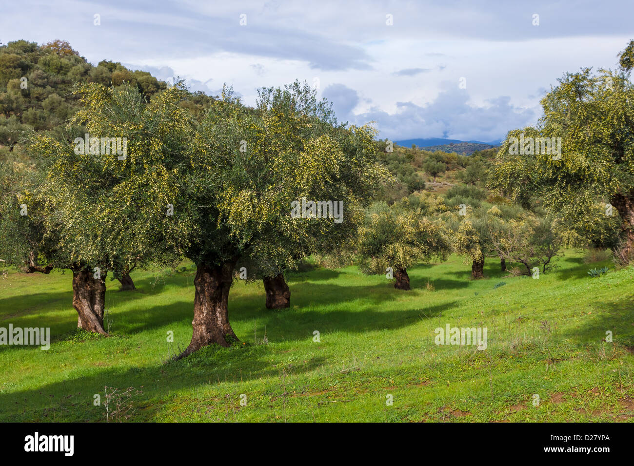 Olive oil trees full with olives in Greece in winter Stock Photo Alamy
