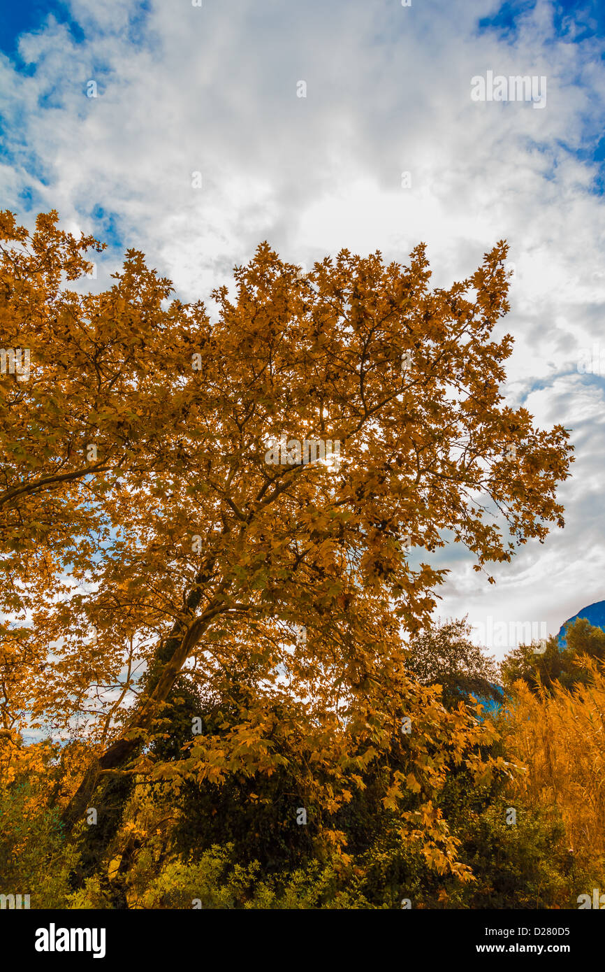 Trees with golden leaves in autumn against a cloudy sky Stock Photo